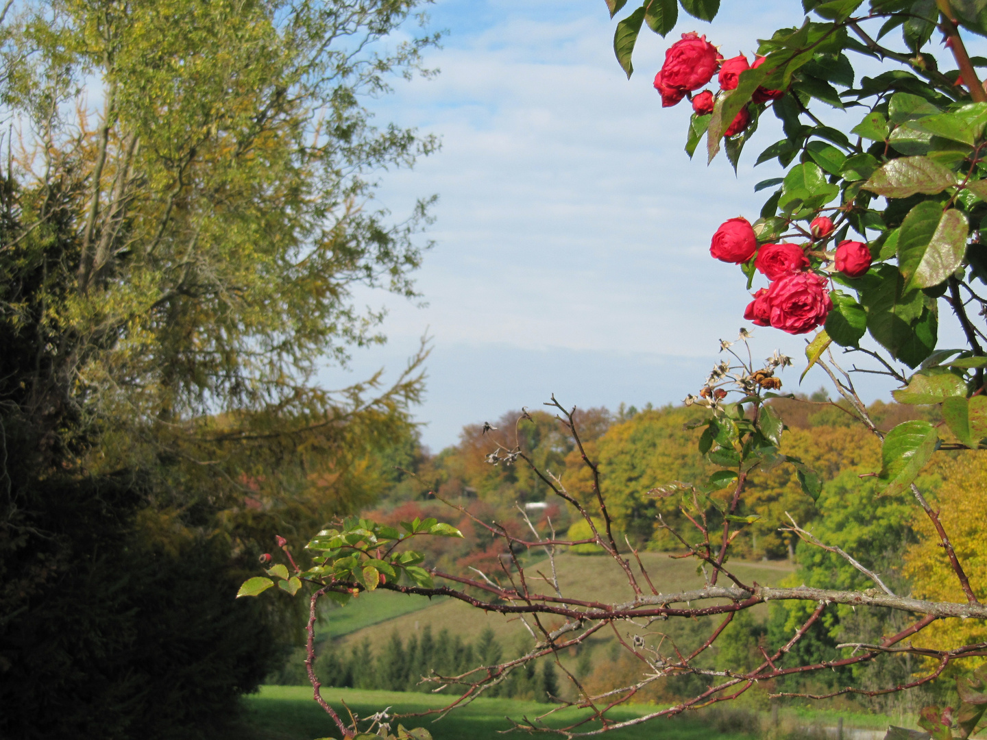 Linsenhofener Weinberge