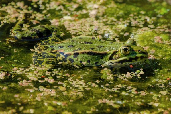 Linsensuppe mit Einlage