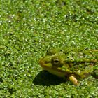 Linsensuppe mit Frosch