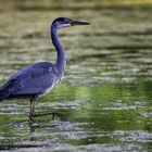 L'instinct du tueur