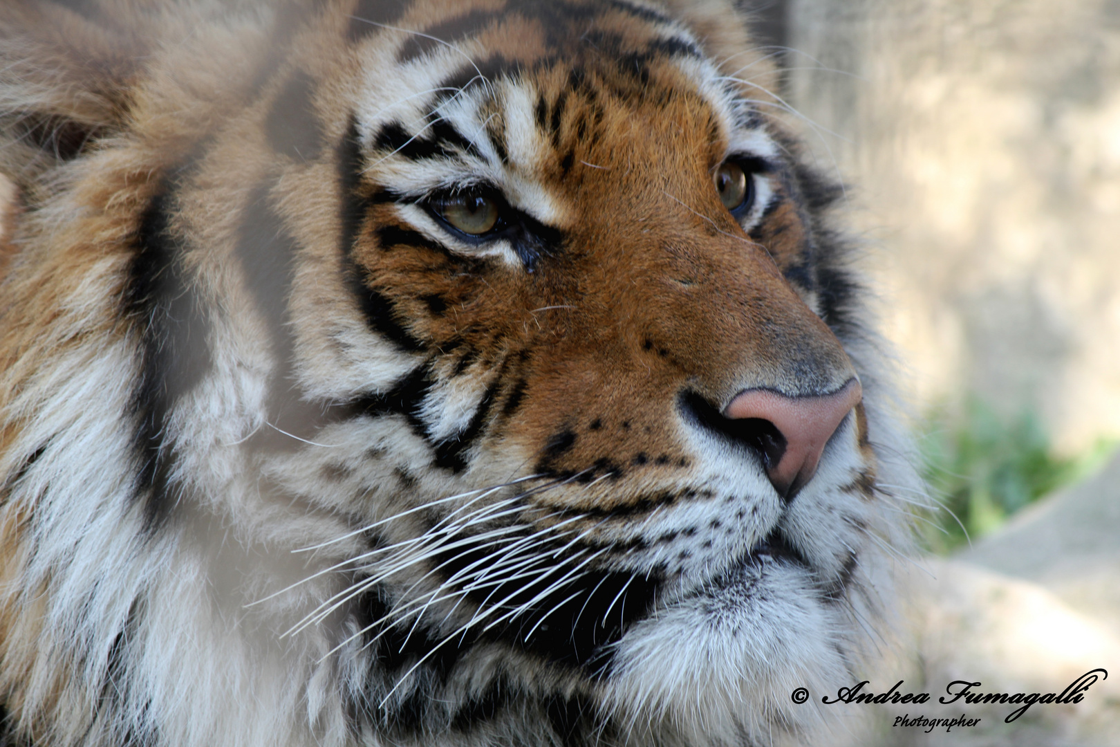 L'INTENSO SGUARDO DELLA TIGRE