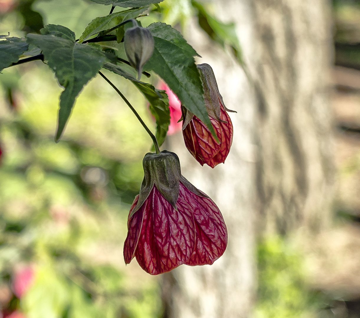 Linterna china (Abutilon hybridum)