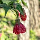 Linterna china (Abutilon hybridum)