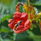 L'intrus sur la fleur de Bignone !!!