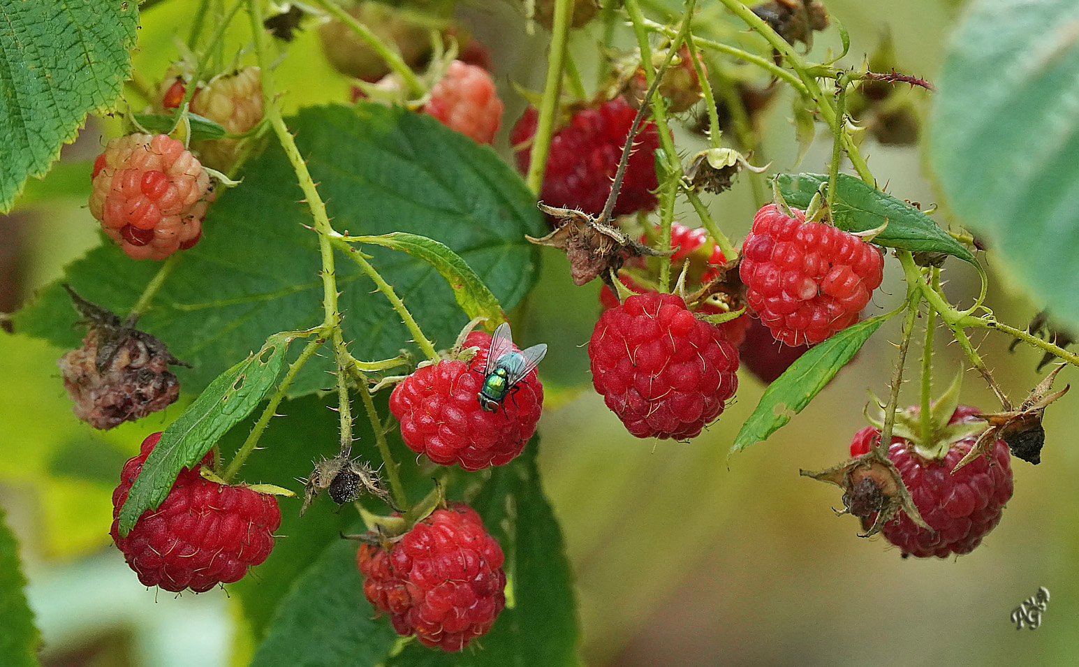 L'intrus sur mes framboises  !!!