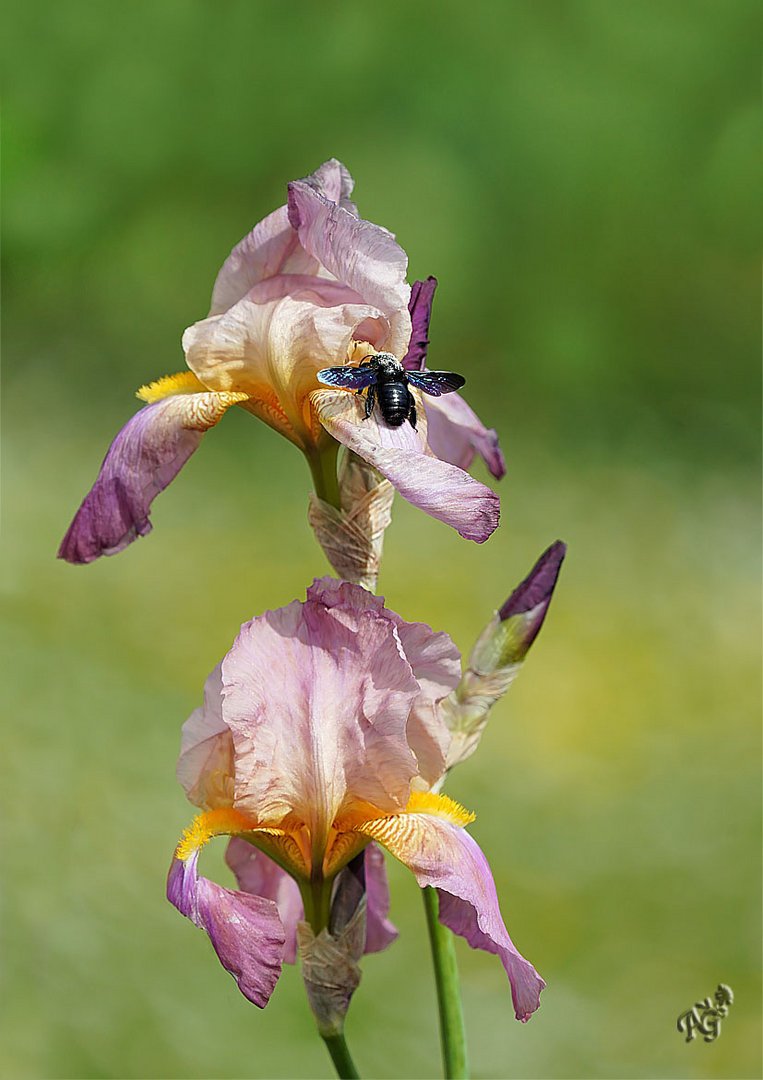 L'intrus sur mon iris ....