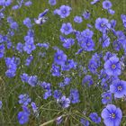 Linum austriacum