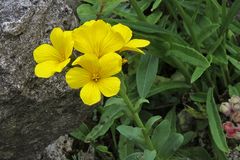 Linum capitatum