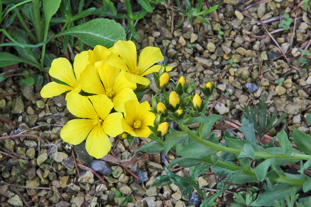 Linum capitatum