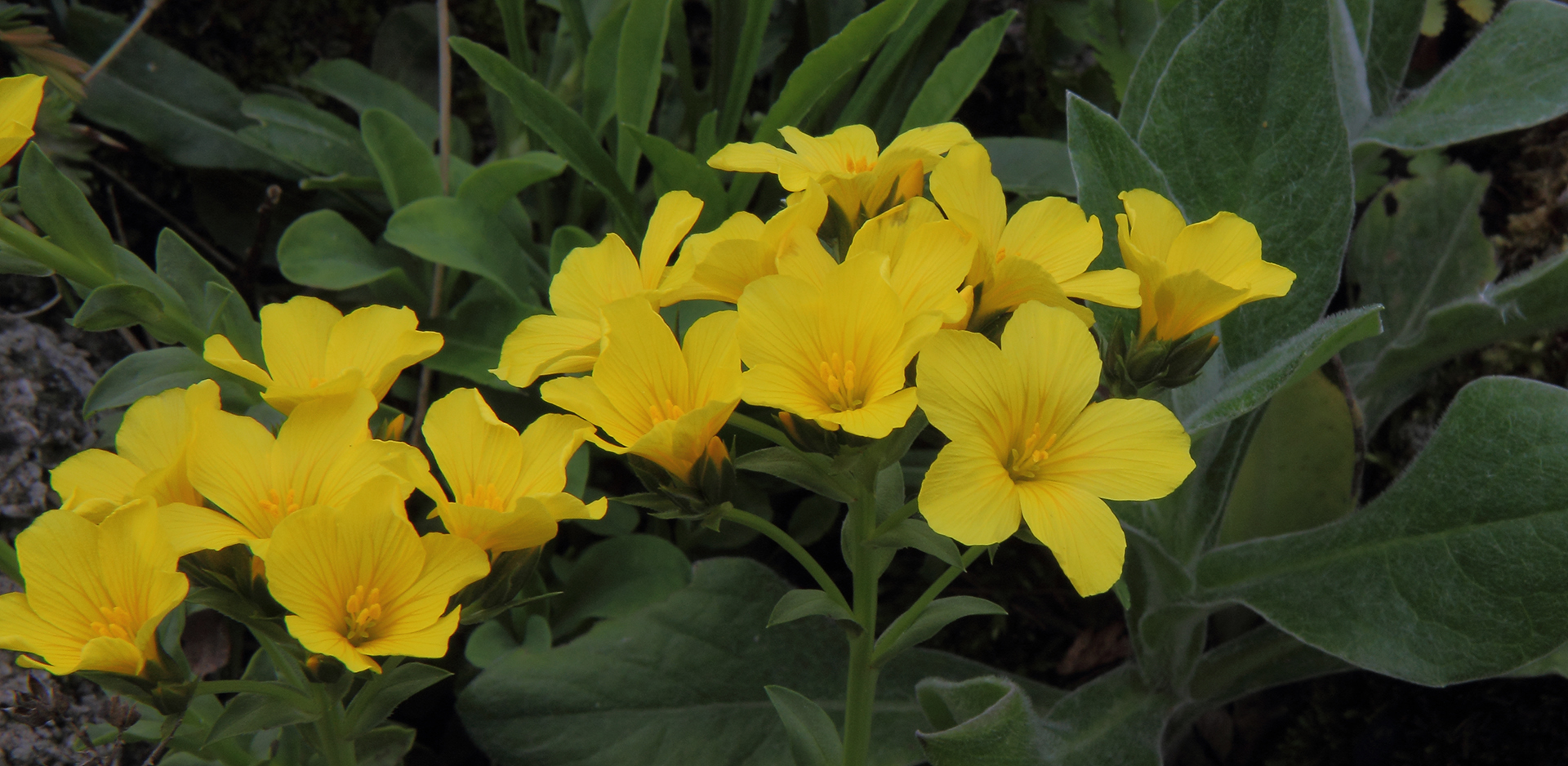 Linum capitatum - Alpen Lein in einem kleinen Felsen aus Tuffgestein