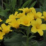 Linum capitatum - Alpen Lein in einem kleinen Felsen aus Tuffgestein