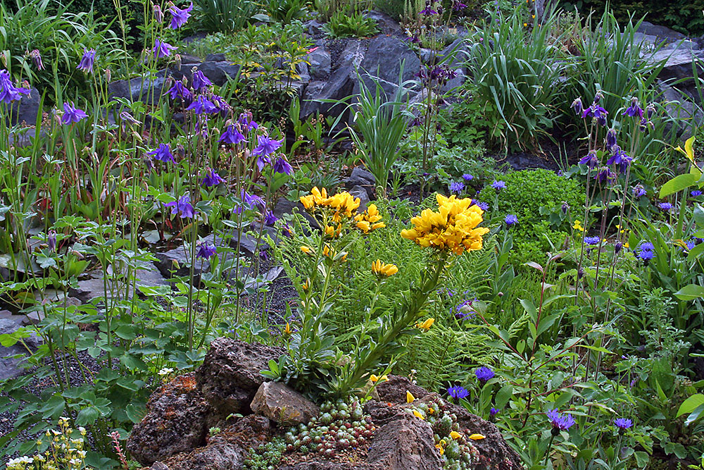 Linum capitatum auf dem kleinen Tuffelsen und schon mal ein Blick voraus...