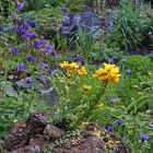 Linum capitatum auf dem kleinen Tuffelsen und schon mal ein Blick voraus...