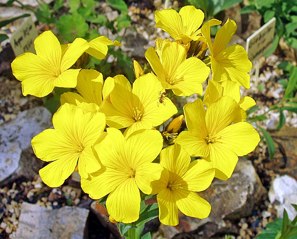 Linum capitatum - Lein