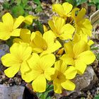 Linum capitatum - Lein