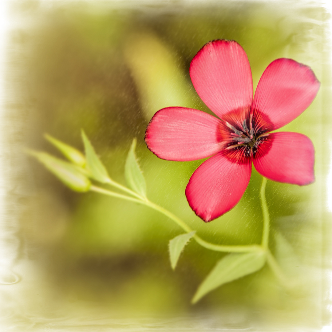 Linum grandiflorum