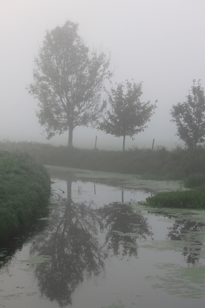 Linum im Morgennebel