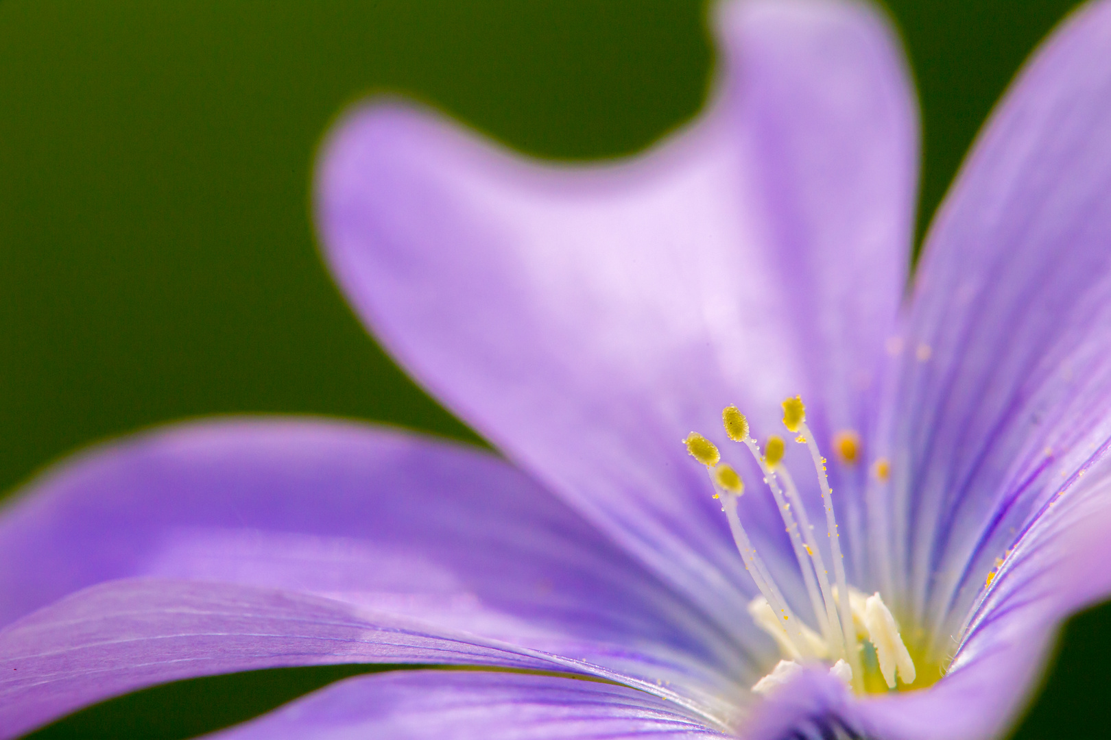 Linum perenne