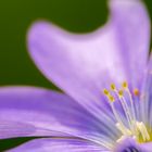 Linum perenne