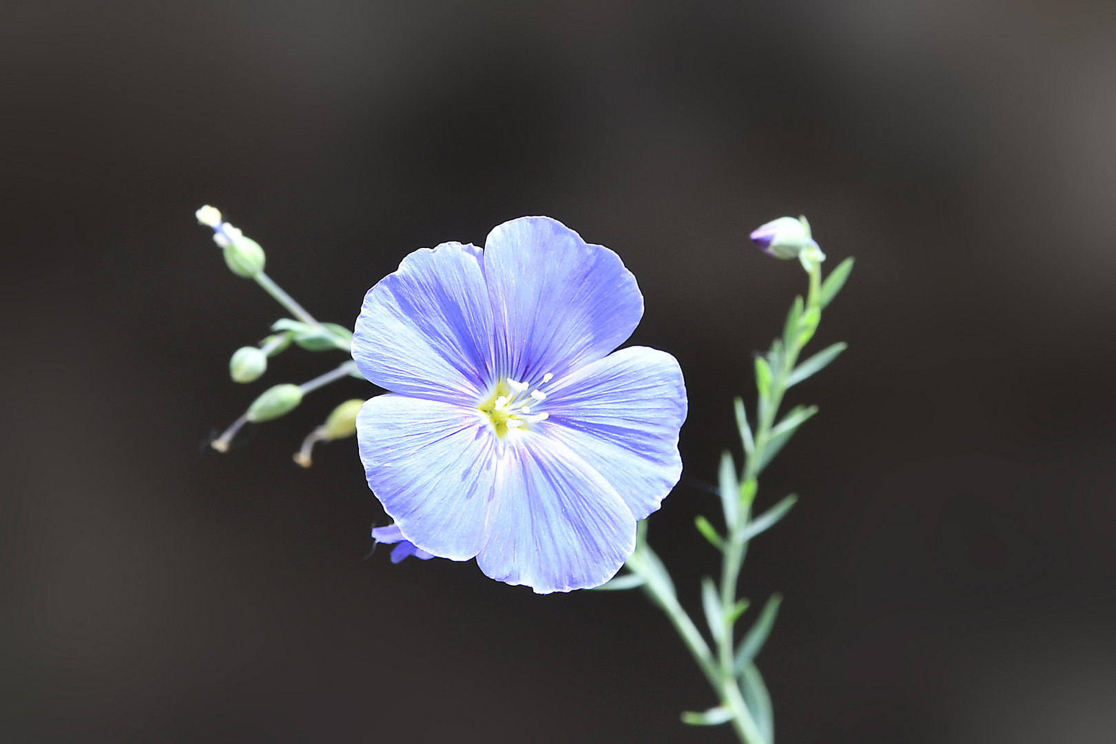 Linum perenne