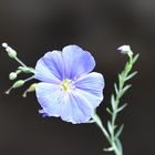 Linum perenne