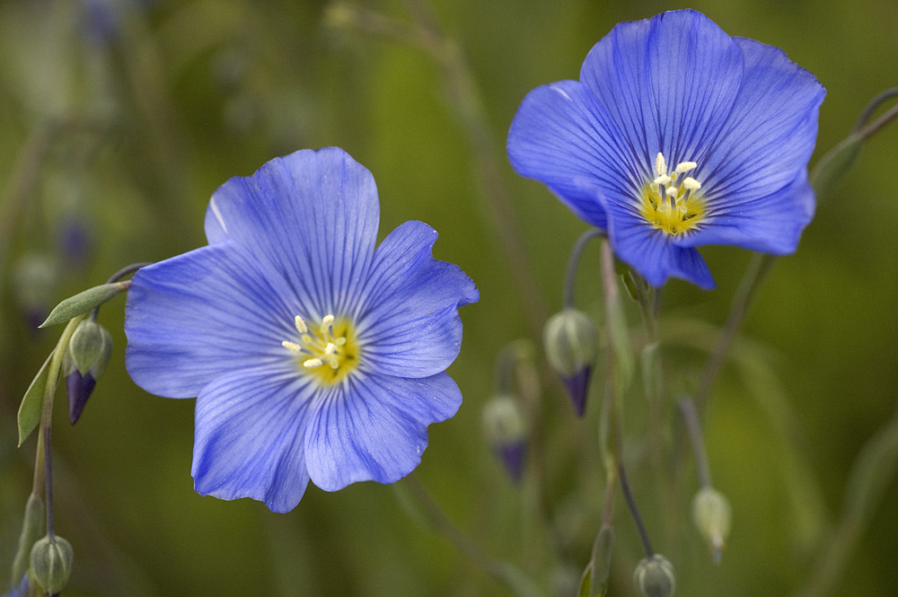 Linum perenne