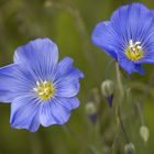 Linum perenne