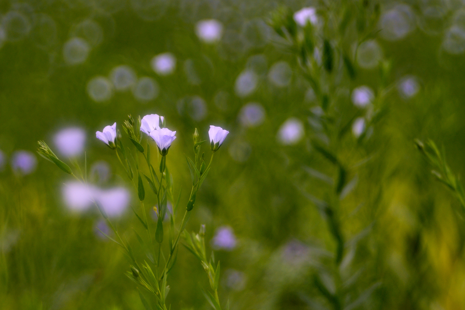 Linum usitatissimum