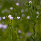 Linum usitatissimum