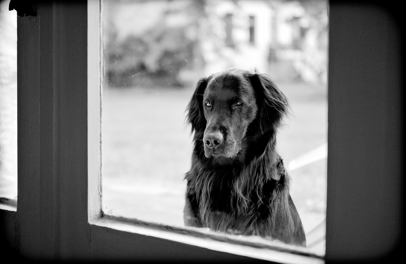 Linus am Fenster