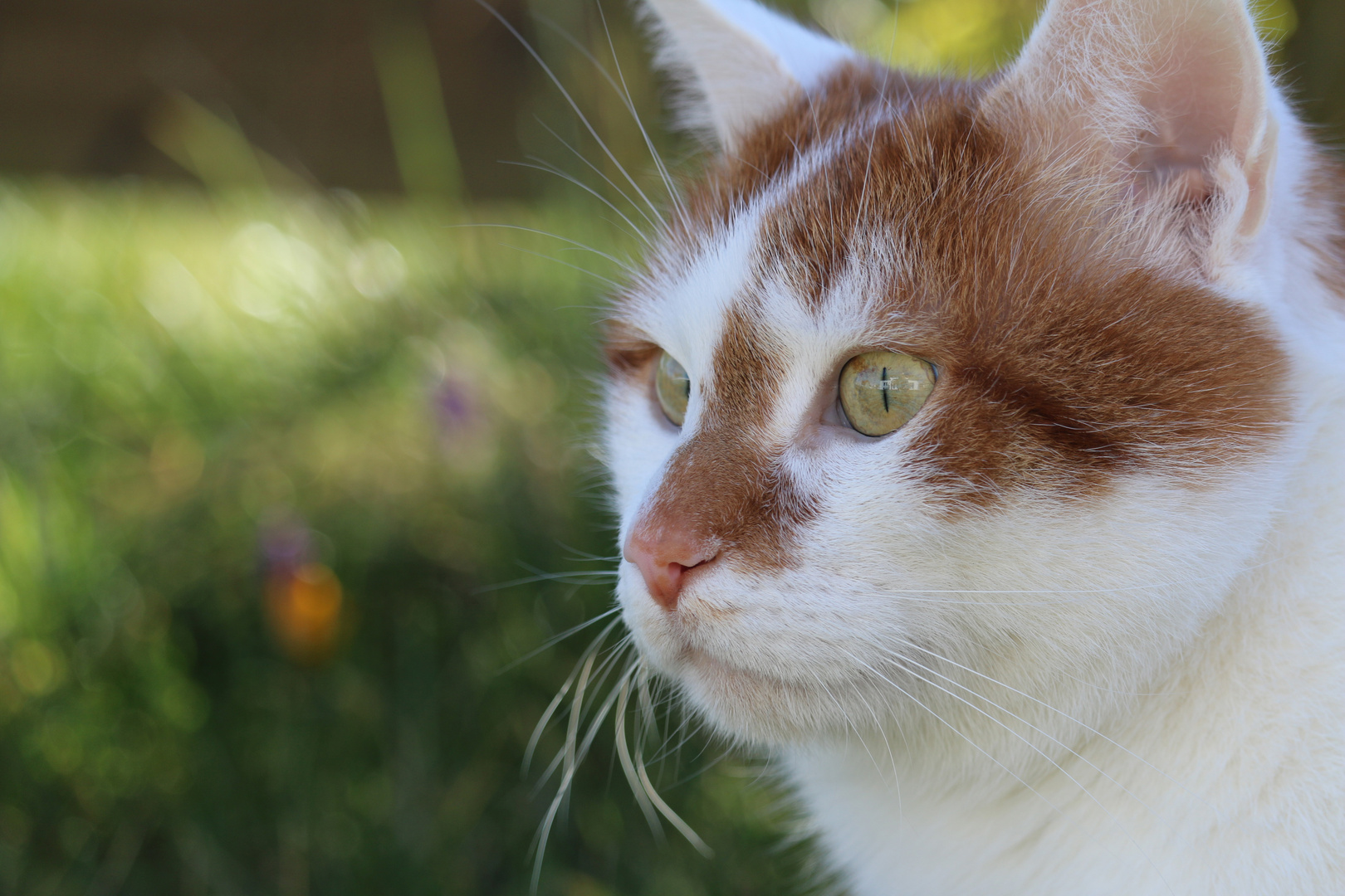 Linus im Garten