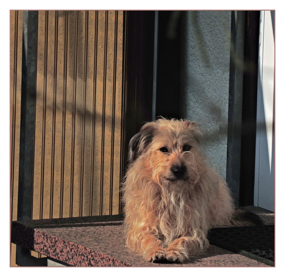 Linus , Pinos bester Freund und Spielgefährte . Er "wartet " auf die Sonnenfinsternis.