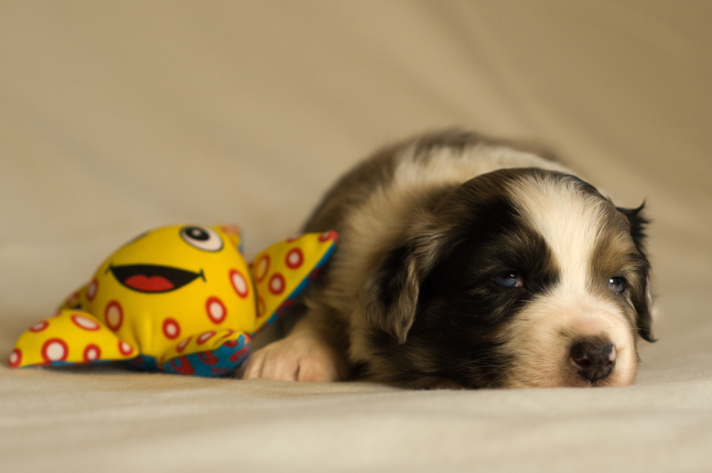 Linus und der Stern