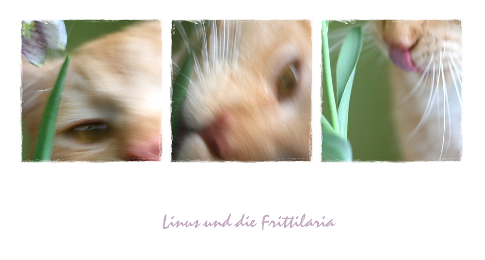 Linus und die Frittilaria