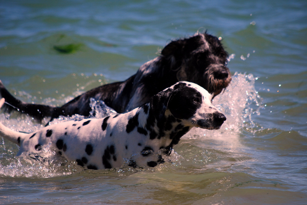 Linus und Domino