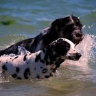 Linus und Domino