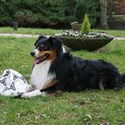 Linus und sein Fußball im Garten