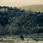 l'inverno è vicino