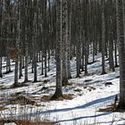 l'inverno sta cedendo il passo