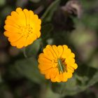 L'invité du Calendula