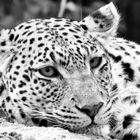 Linyanti Leopard