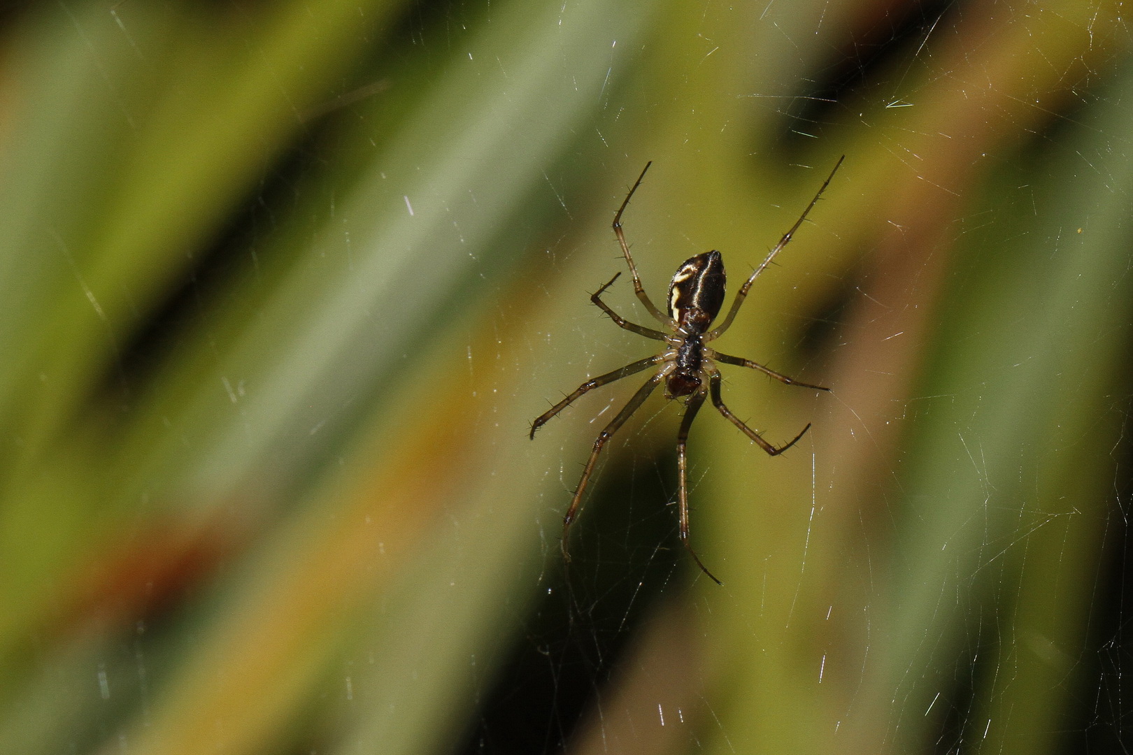 Linyphia triangularis