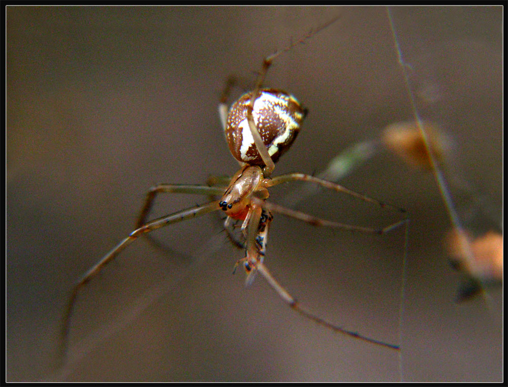 Linyphia triangularis