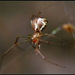 Linyphia triangularis