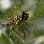 Linyphia triangularis - Baldachinspinne