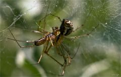 Linyphia triangularis - Baldachinspinne