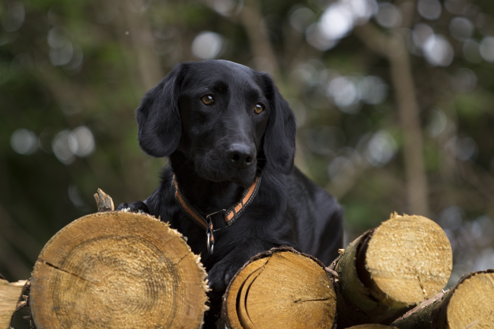 Lio im Wald