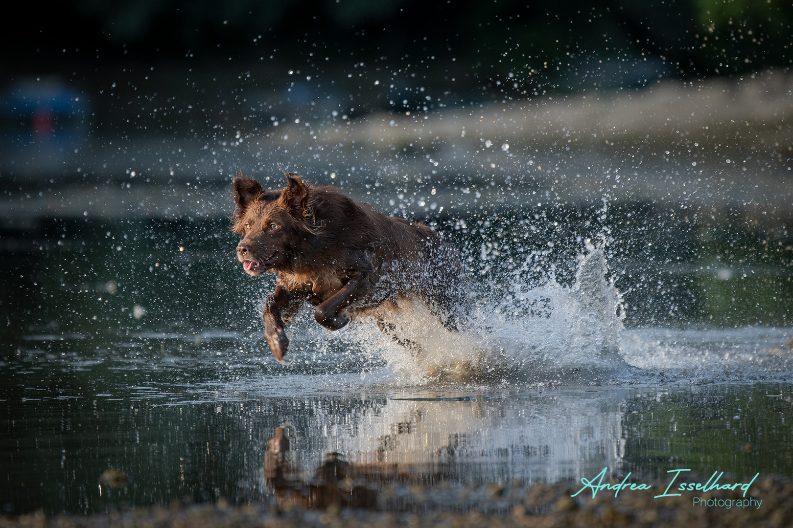 Lio in seinem Element