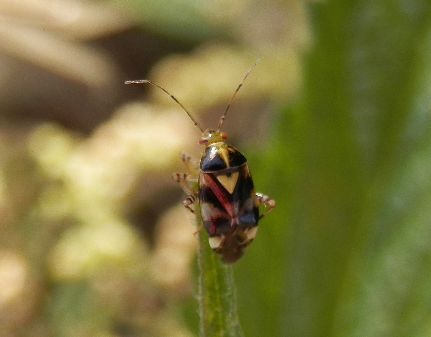 Liocoris tripostulatus