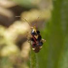 Liocoris tripostulatus